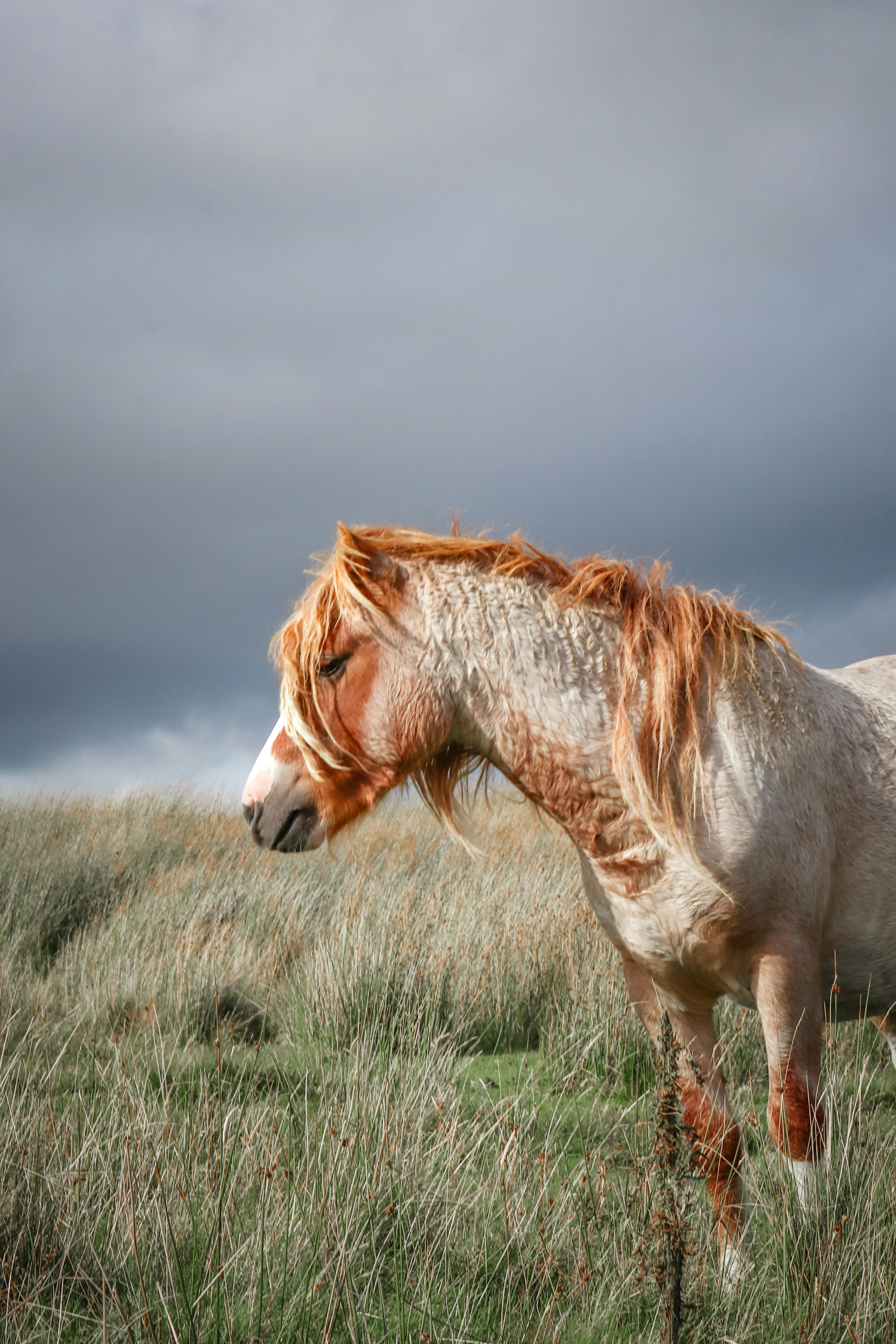 Free Portrait of a chestnut horse standing in a grassy field under dramatic sky, perfect for nature-related visuals. Stock Photo