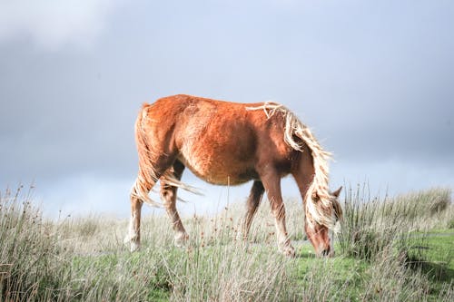 Безкоштовне стокове фото на тему «кінь, пасовище, поле»