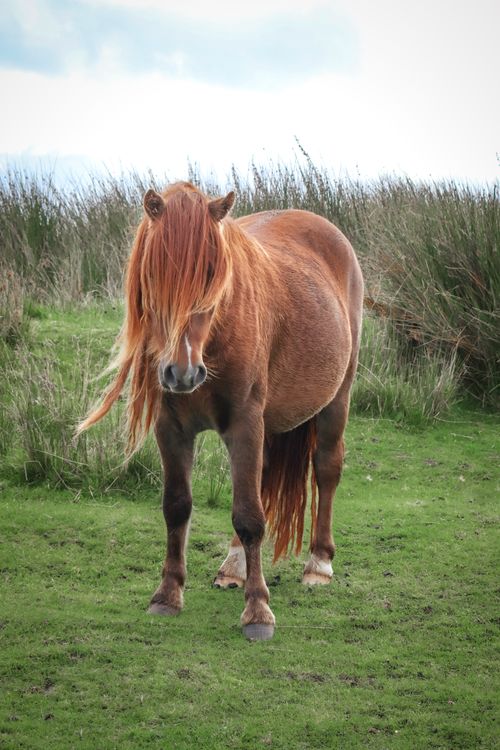Free A brown pony with a lush mane stands gracefully in a verdant green field, capturing rural charm. Stock Photo