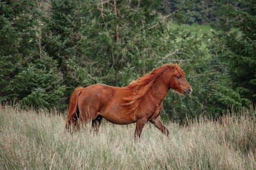 Fotos de stock gratuitas de caballo, campo, fotografía de animales