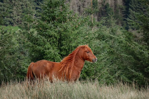 Foto d'estoc gratuïta de camp, cavall, fotografia d'animals