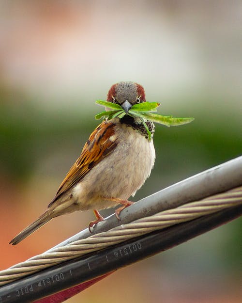 бесплатная Фотография крупным планом птицы, сидящей на кабелях Стоковое фото