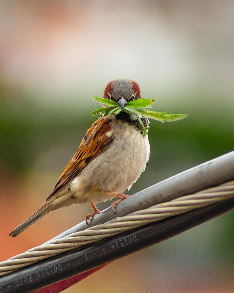 Close-Up Photo Of Bird Perched On Cables