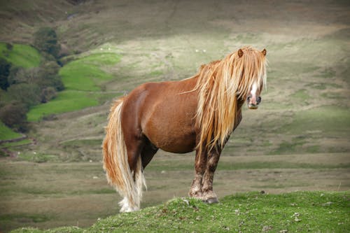 Foto d'estoc gratuïta de camp, cavall, fotografia d'animals