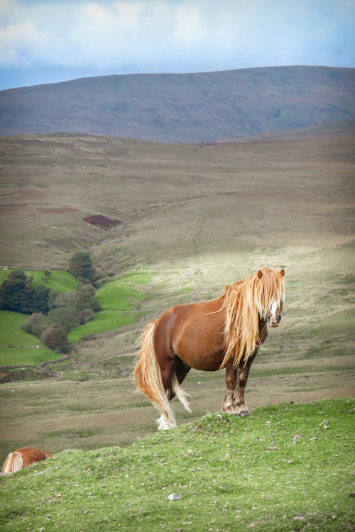 Fotos de stock gratuitas de caballo, campo, colina