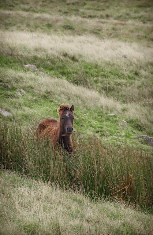 Photos gratuites de bétail, cheval, clairière