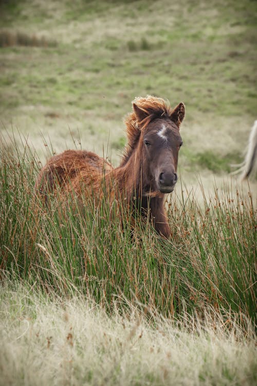 Základová fotografie zdarma na téma fotografování zvířat, hnědá, kůň