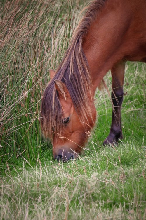 Free A brown horse grazes peacefully in a green pasture with tall grass. Stock Photo