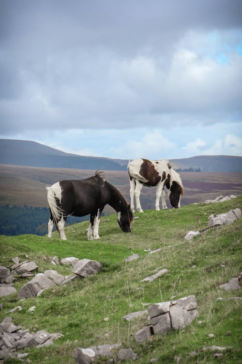 가축, 농촌의, 동물 사진의 무료 스톡 사진