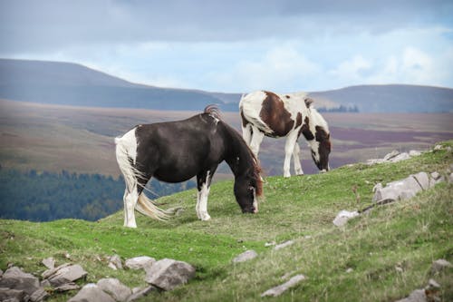 Foto profissional grátis de animal, ao ar livre, campina