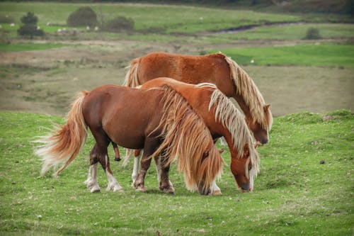 Foto d'estoc gratuïta de cavalls, enfocament selectiu, fotografia d'animals