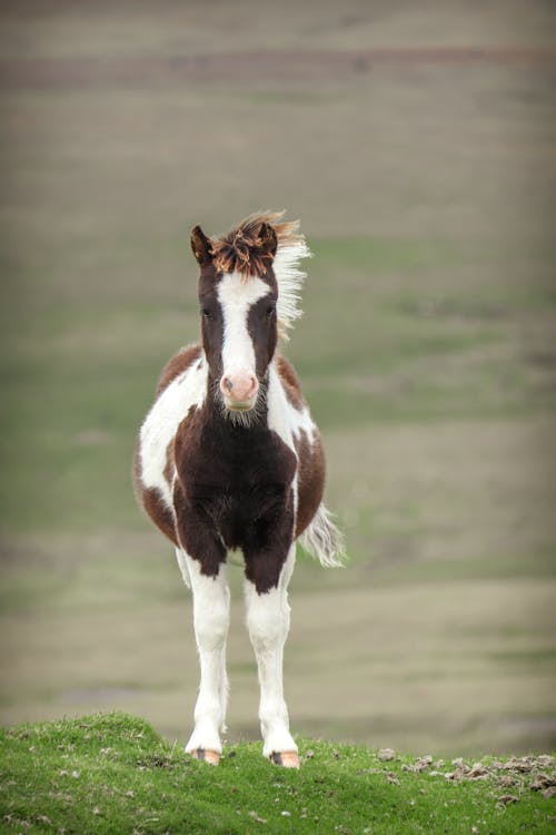 Horse on Grassland