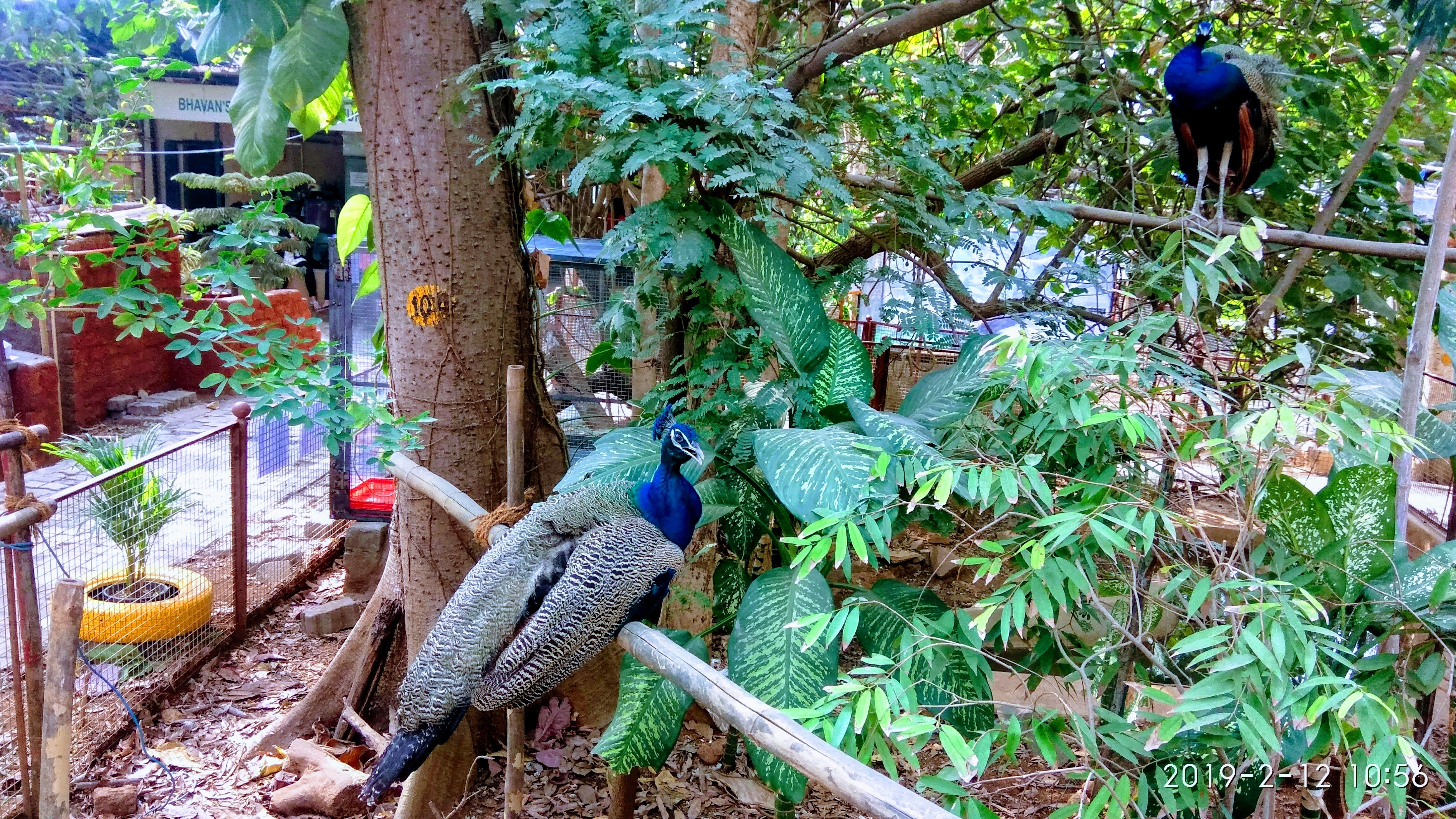 48 Gambar Burung Merak Biru Gratis