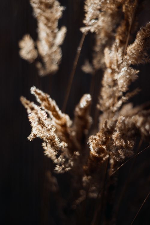 Free A closeup view of golden wheat stalks with dramatic lighting and shadow, highlighting textures. Stock Photo
