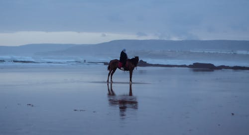 Foto stok gratis di pantai, kuda, kuda hitam