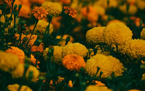 Kostnadsfri bild av blomma, blomma bakgrund, blommabärande växter