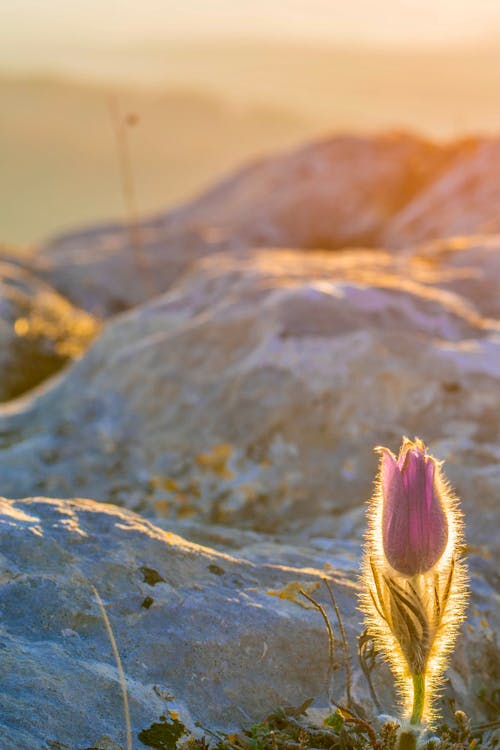 bitki örtüsü, çiçek, dikey atış içeren Ücretsiz stok fotoğraf