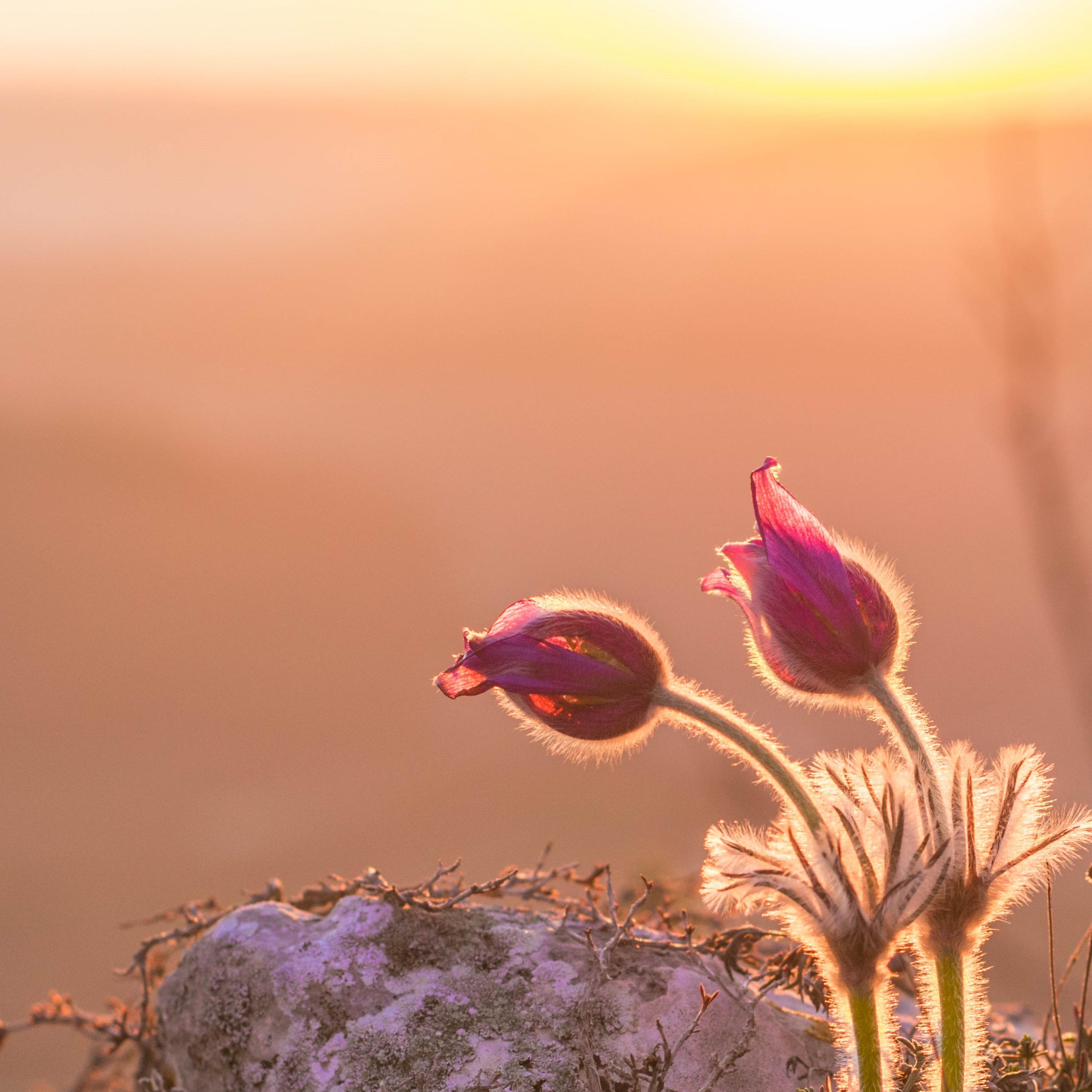 Delicate purple pasque flowers illuminated by the warm sunset glow in a tranquil outdoor setting.