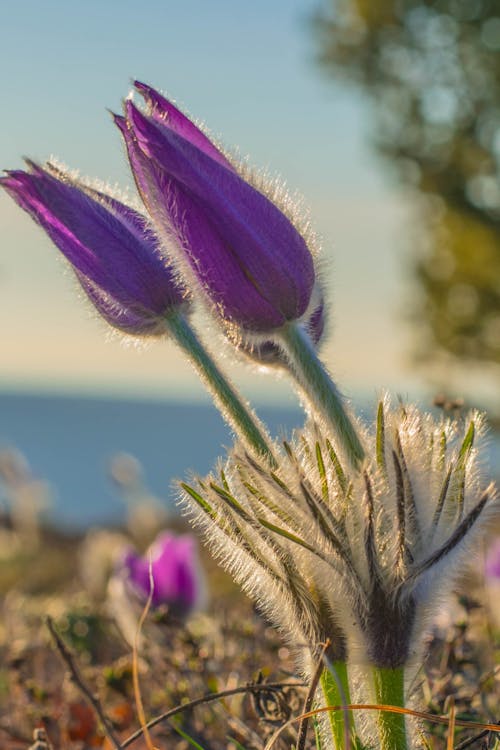 A close up of two purple flowers with the ocean in the background