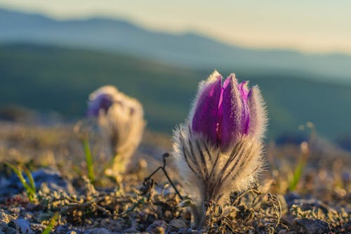 Close Up of an Eastern Pasqueflower