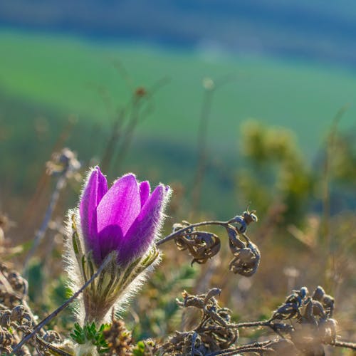 A purple flower growing on top of a hill