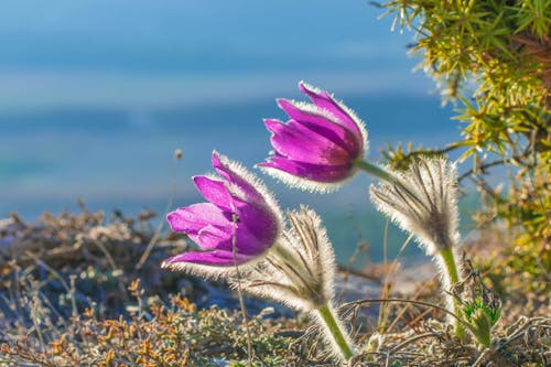 Two purple flowers on top of a mountain