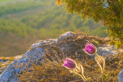 Sunlit pasque flowers bloom atop a rocky cliff, offering a vibrant spring view.