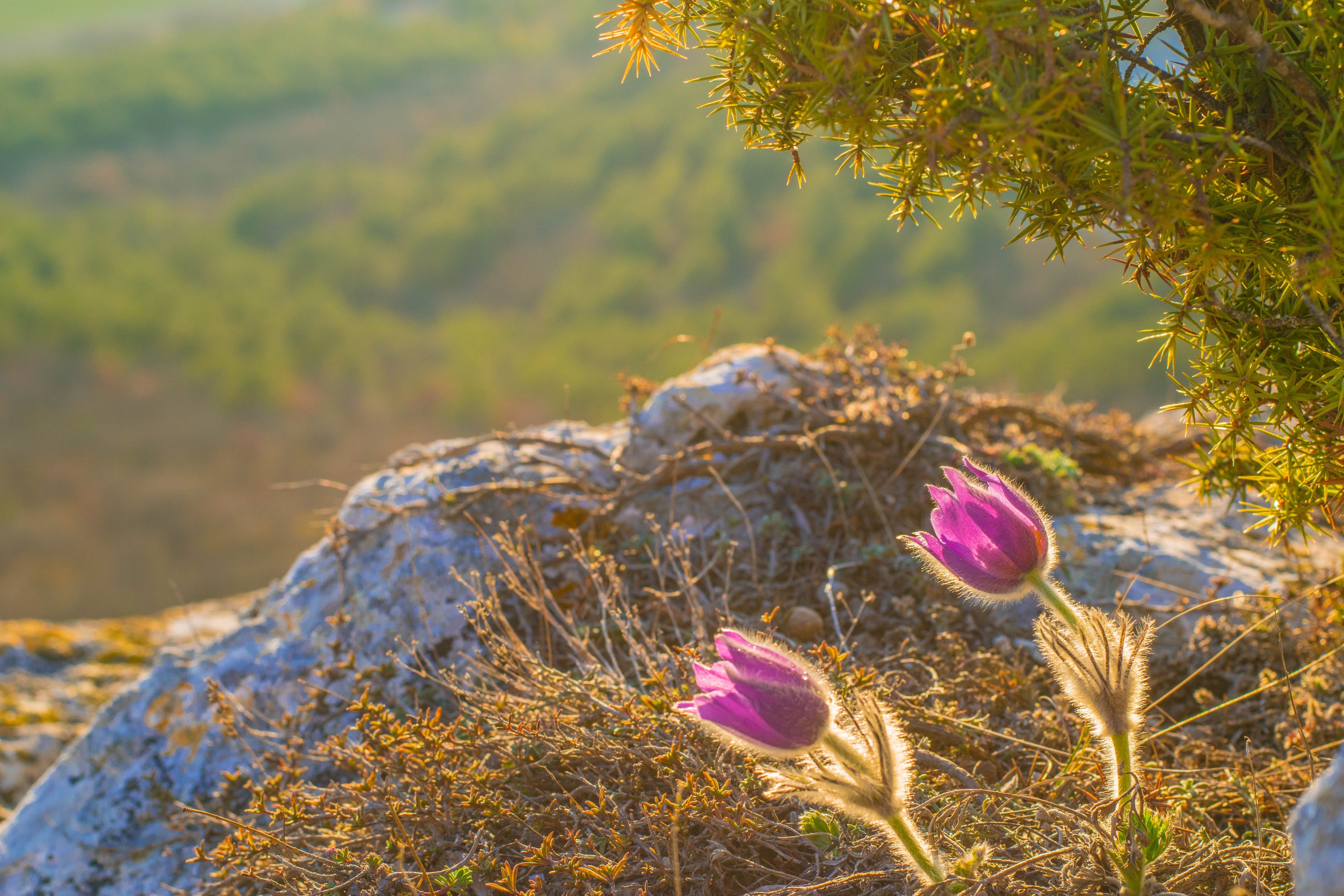 Calming Spring Images Calm And Peaceful Nature Spring Scenery With Flowers Photos, Download ...