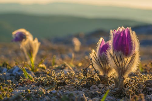 Two purple flowers are growing on a rocky hill