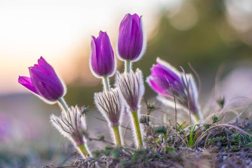 Close Up of Eastern Pasqueflowers