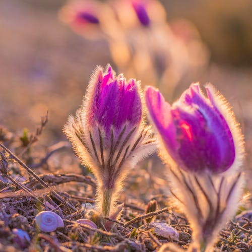 Close Up of Eastern Pasqueflowers