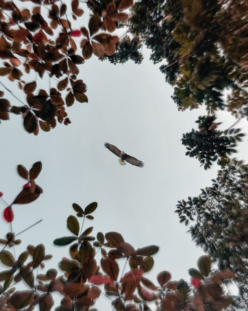 印度鷹, 天空中的雲彩, 禿鷹 的 免費圖庫相片