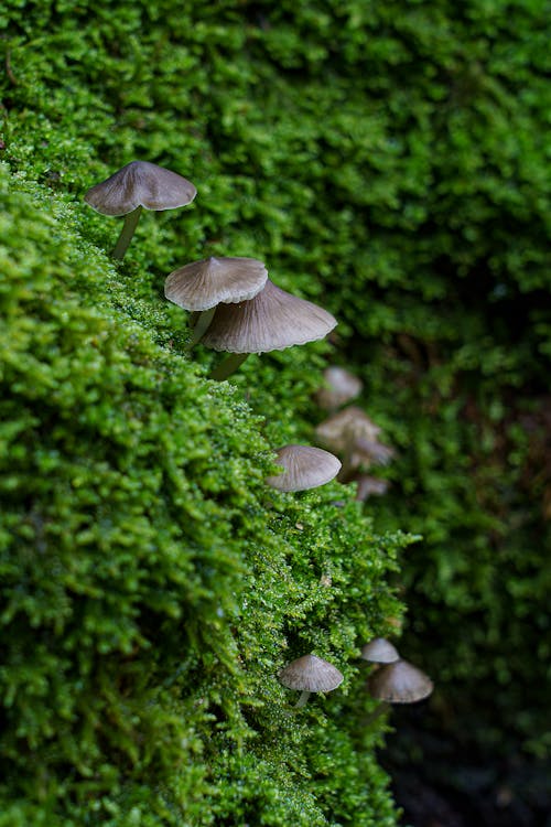 Gratis stockfoto met champignons, dieren in het wild, fungus