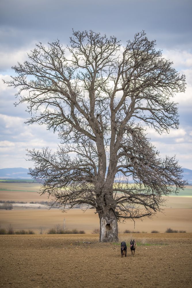 Unitree Photos, Download The BEST Free Unitree Stock Photos & HD Images