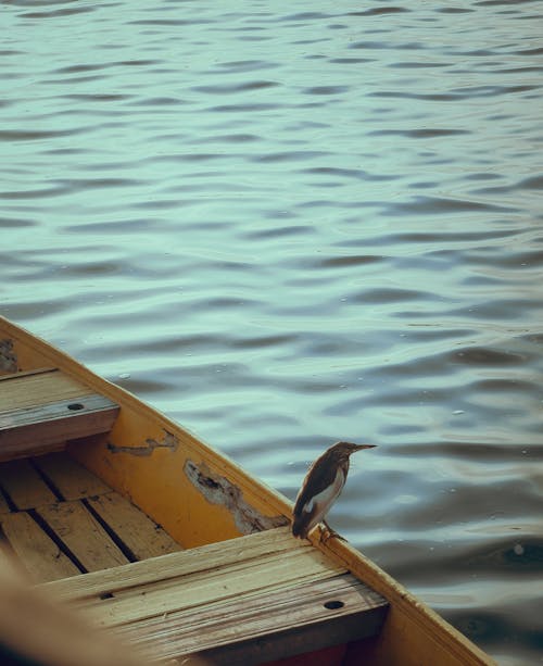 A bird is perched on the edge of a boat