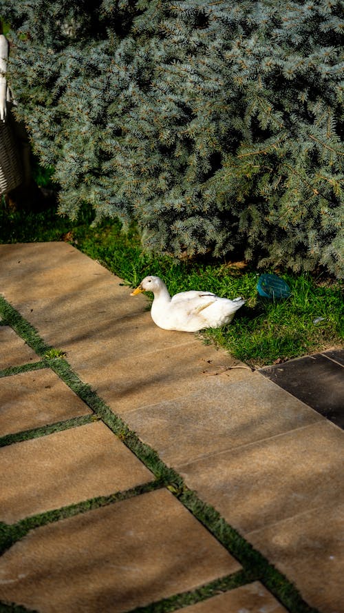 Gratis stockfoto met boom, dierenfotografie, evergreen