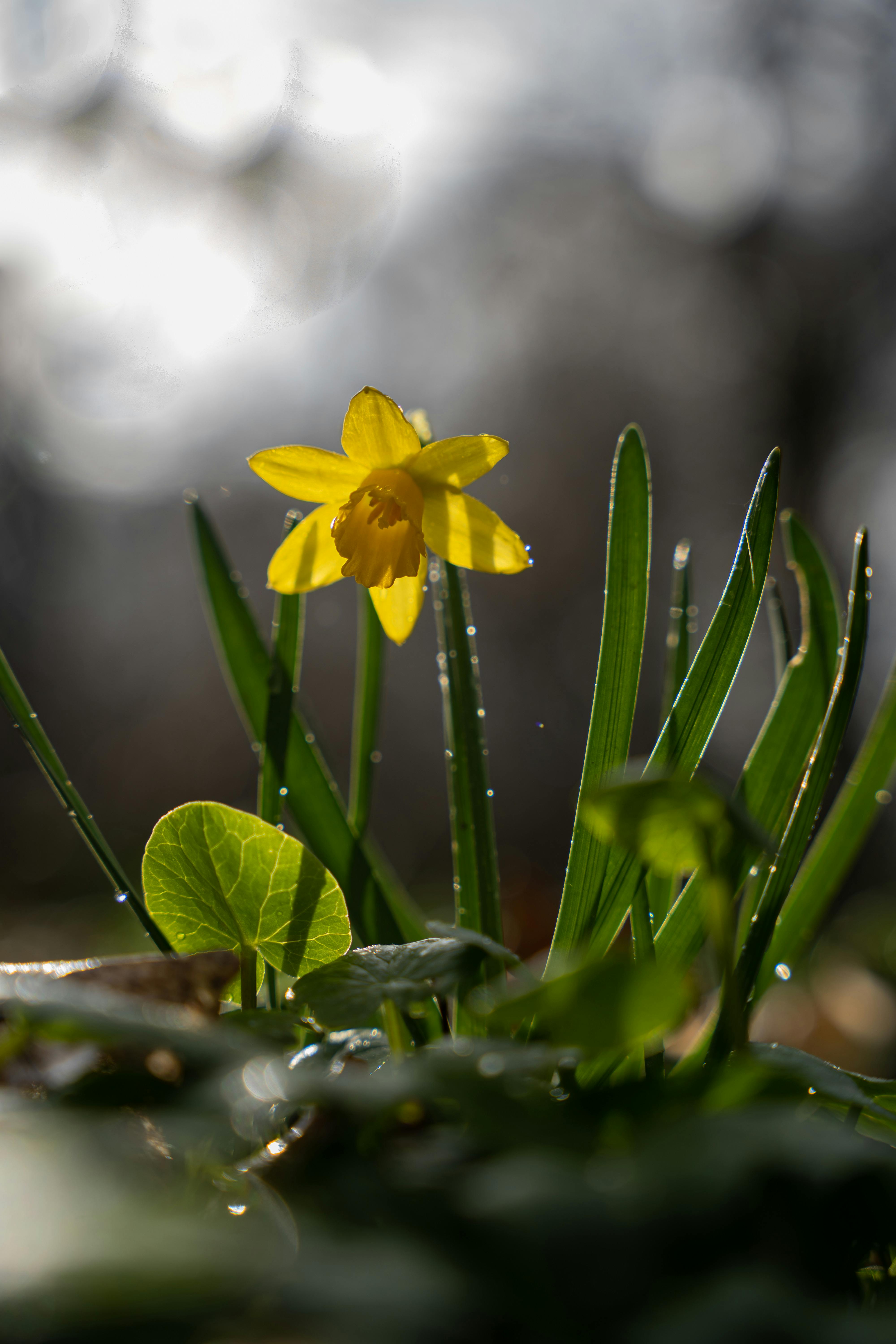 floppy daffodils wind rain UK