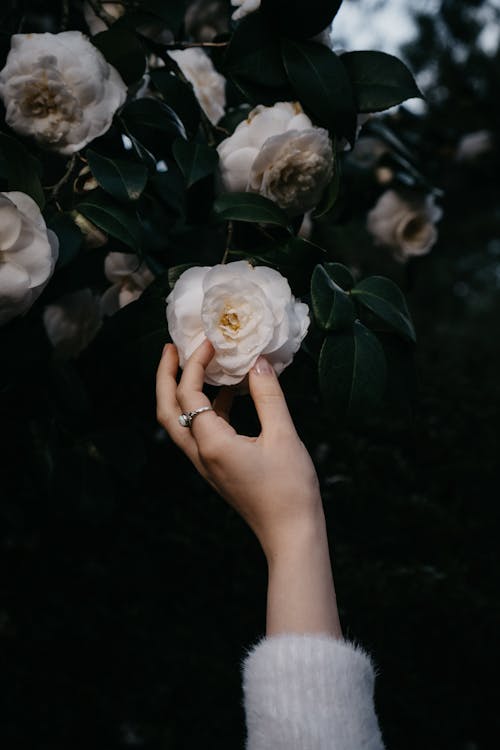 Woman Hand over White Roses