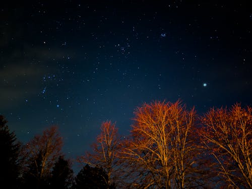 ağaçlar, gece, gece gökyüzü içeren Ücretsiz stok fotoğraf