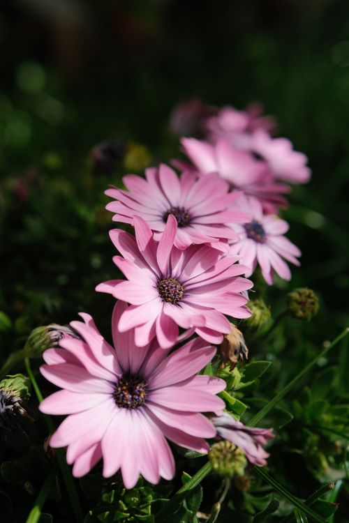 Blooming Pink Flowers of Cape Marigold  Free Stock Photo