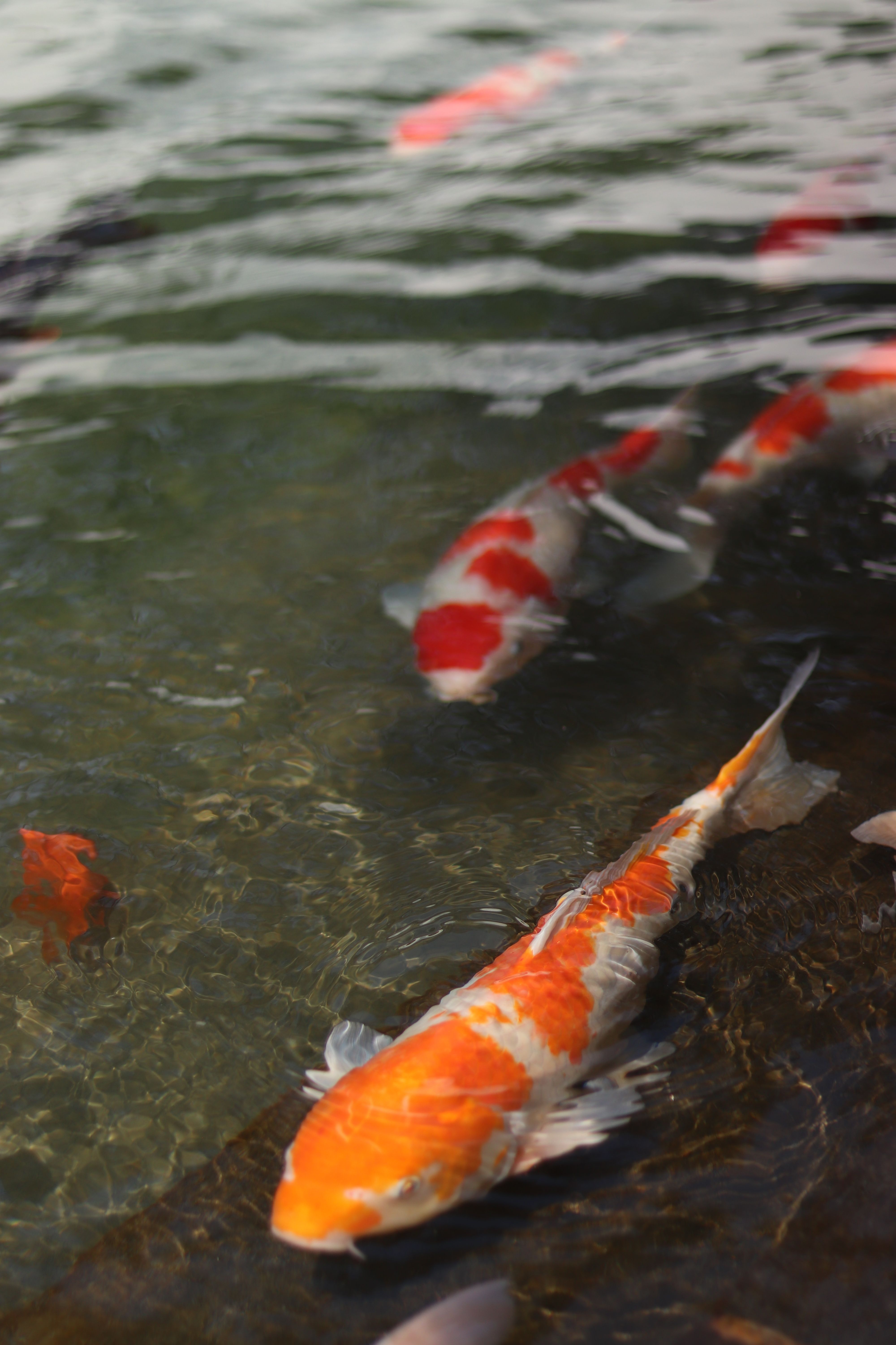 Koi fish in a pond with water and rocks · Free Stock Photo