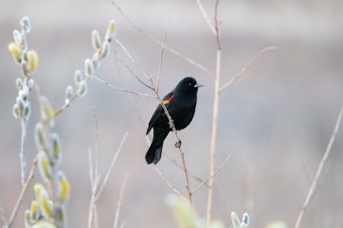 A black bird perched on a twig in a field