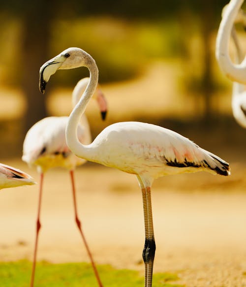 Foto stok gratis avians, binatang, burung-burung