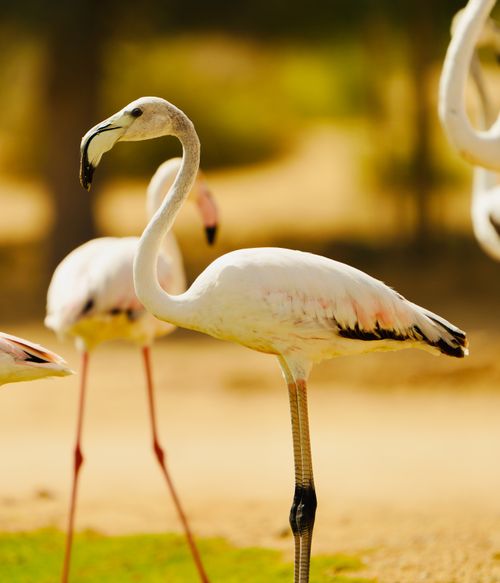 Free Graceful greater flamingos standing in an open area, showcasing their striking plumage. Stock Photo