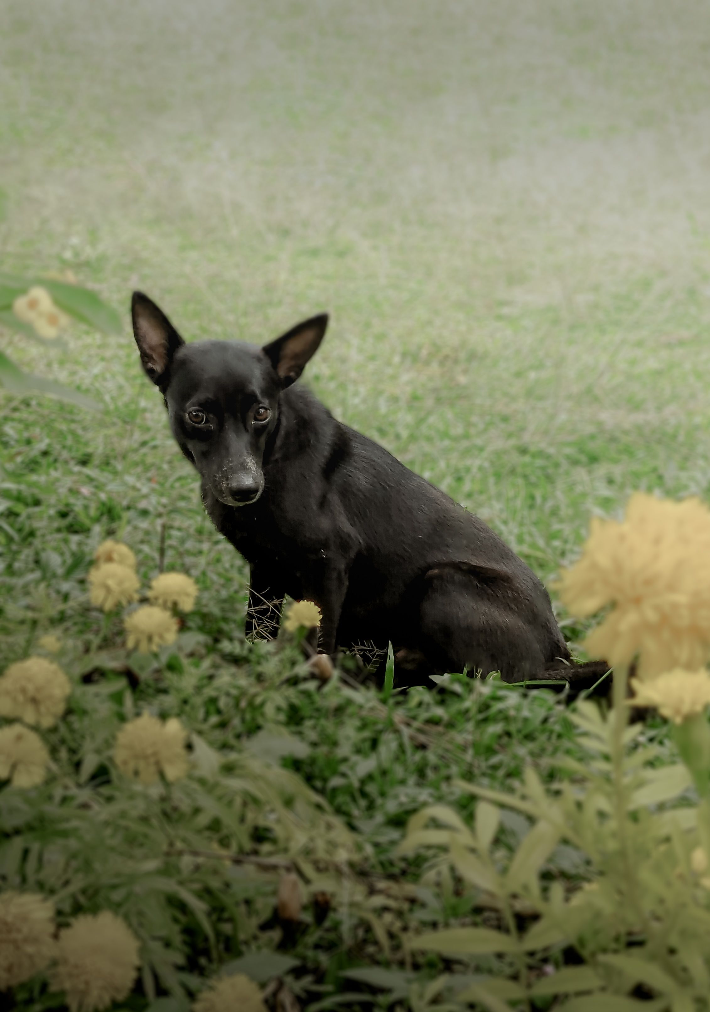 Black Dog Sitting in the Meadow · Free Stock Photo