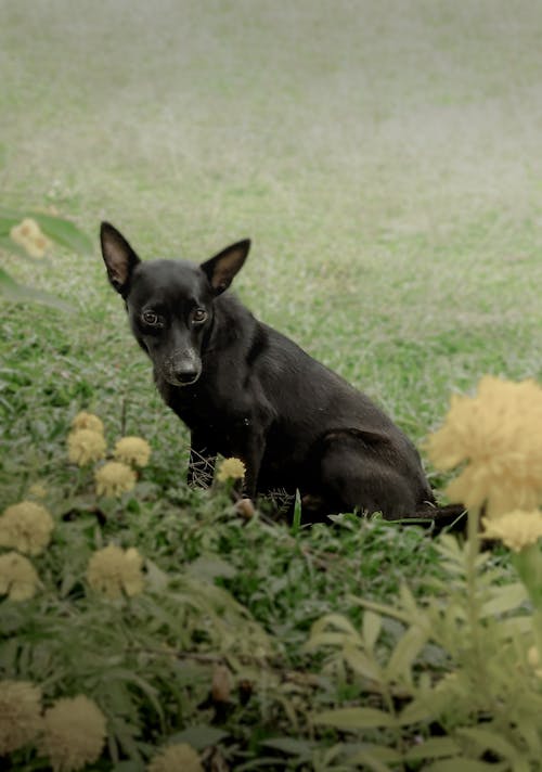 Ingyenes stockfotó állatfotók, fekete kutya, függőleges lövés témában