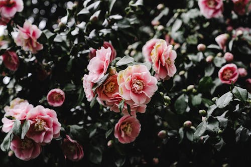 Základová fotografie zdarma na téma flóra, kvést, květ
