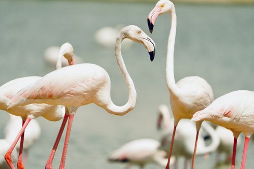 Free Flock of pink flamingos wading in a peaceful wetland, showcasing their elegant forms and vibrant color. Stock Photo