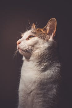 在温暖灯光下，家猫的特写肖像突出了它的皮毛和胡须