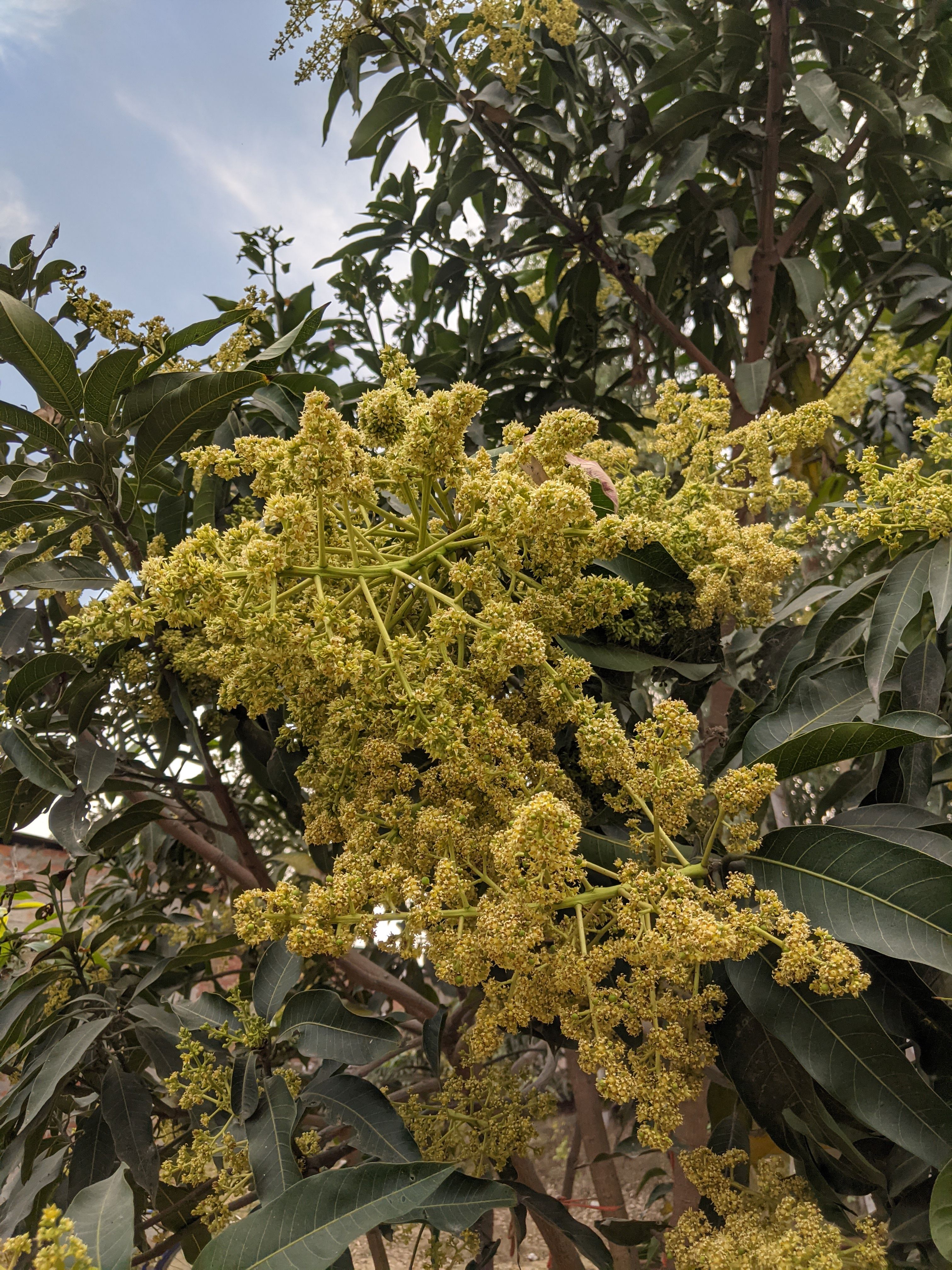 Green Leaves and Blossoms on Tree · Free Stock Photo